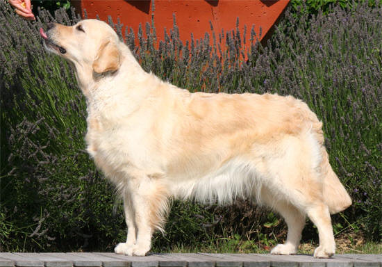 golden retriever : Saline du Bois de la Rayere 2005