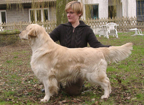 L'talon golden retriever Top Secret Affaire du Bois de la Rayere 2004