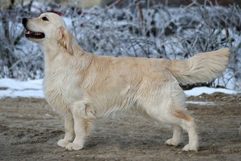 Le golden retriever "Valentino"