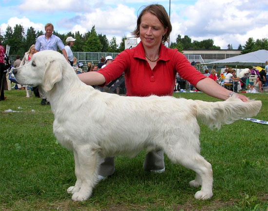 Le golden retriever Verdi du Bois de la Rayere en 2005