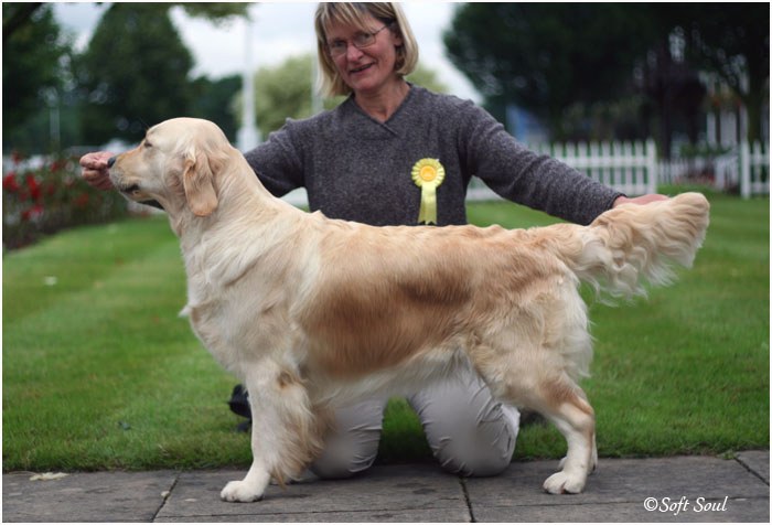 Le golden retriever Very Tweeny Girl du bois de la Rayere