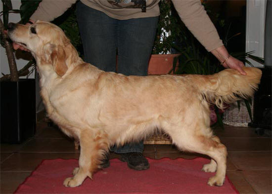 golden retriever Vice Versa