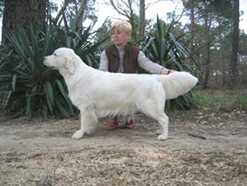 Marie Laurence prsente sa golden retriever "Violette"