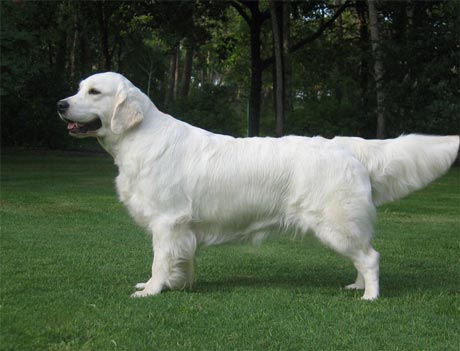 Violina Graziosa du Bois de la Rayere 2 ans en libert