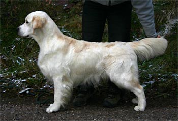 Le golden retriever Voitto du Bois de la Rayre 11 mois