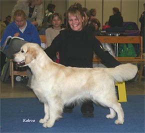 Le golden retriever "Viotto" en exposition canine