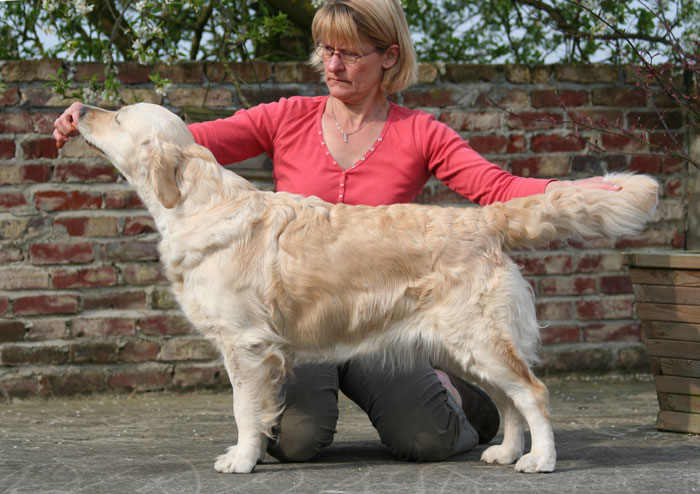 The golden retriever Anais Anais ready for the show