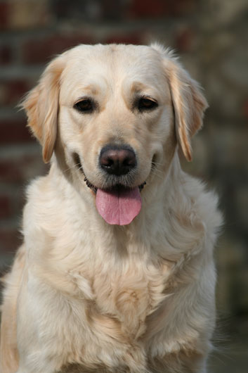 Vue de face de la golden retriever Anais