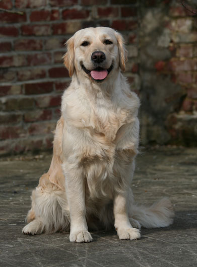 La golden retriever Anas Anas sereine