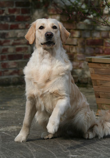 The golden retriever Anais Anais ready to go