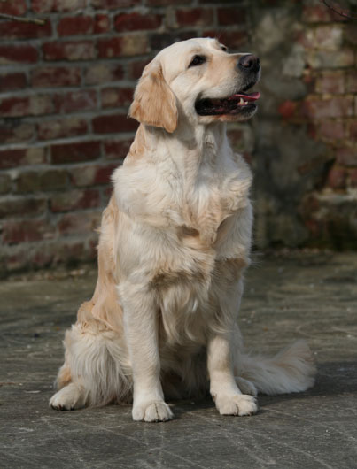 The sitting of the golden retriever