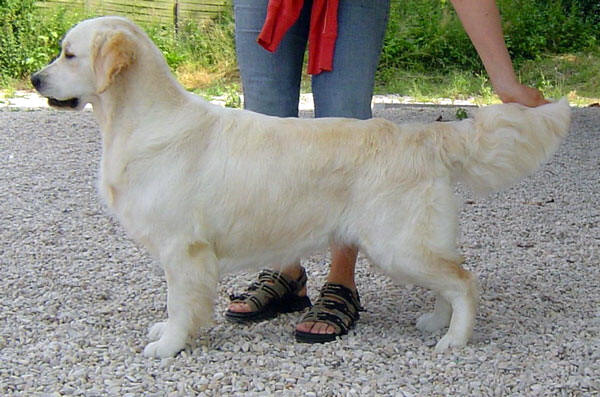 La jeune chienne golden retriever Bambou 18 mois