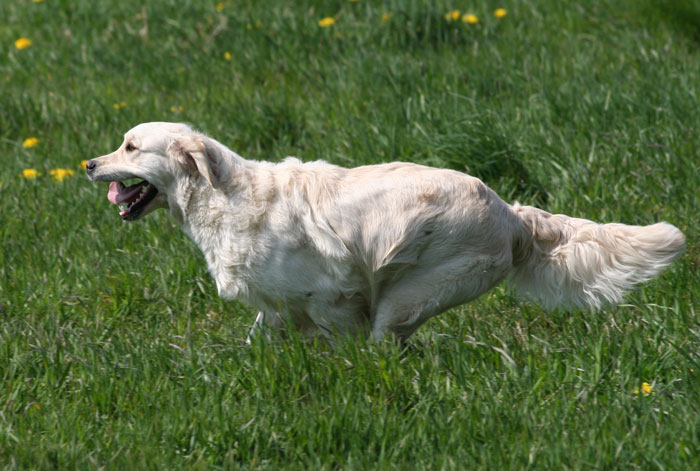 La golden retriever Bambou qui courre