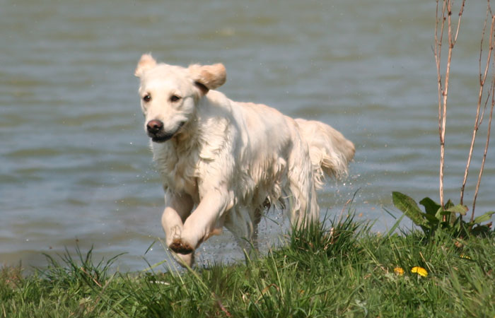 La golden retriever sort de l'eau