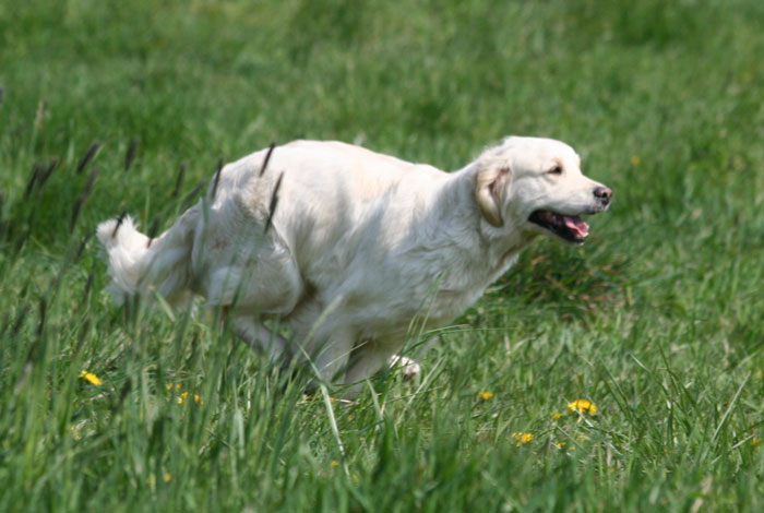 La course du golden retriever Bambou