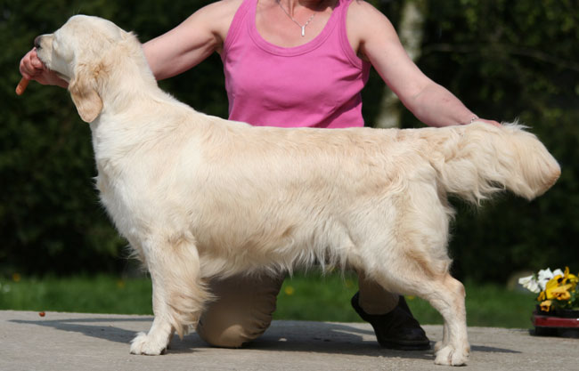 La golden retriever Bambou, 2 ans