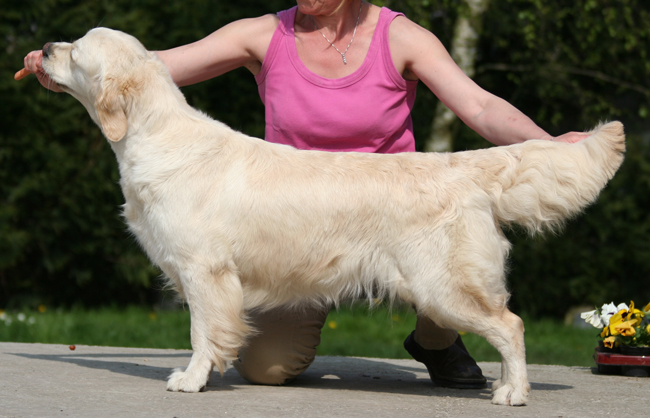 La golden retriever Bambou