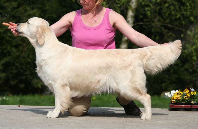 La golden retriever Bambou en statique