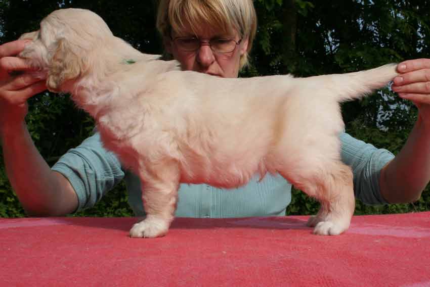 Le chiot golden retriever Blue du bois de la Rayere