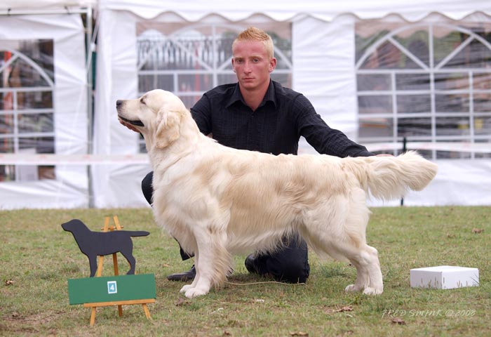 Le golden retriever Blue du bois de la Rayere