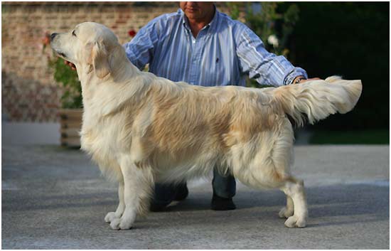 golden retriever Blue Paradise