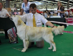 Cerise (CACS au Championnat de France 2010)