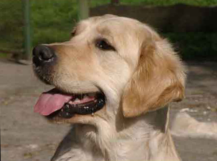 golden retriever Alibren Mon Cheri avec Stanroph tte