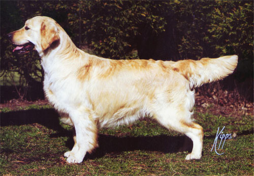 La golden retriever Alibren Mon Cheri avec Stanroph