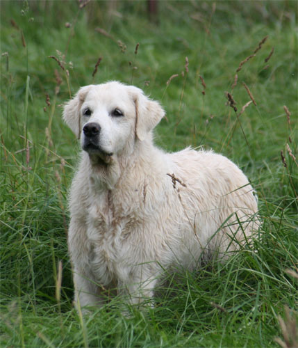 Photos de la golden retriever Arbutus Ladysmith 11 ans en promenade