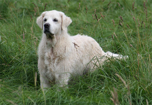 The golden retriever Dune at walk