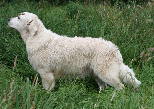 La golden retriever Arbutus Ladysmith 11 ans qui se promne