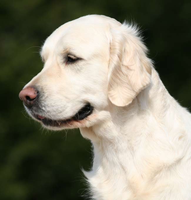 The head of the golden retriever Fleur