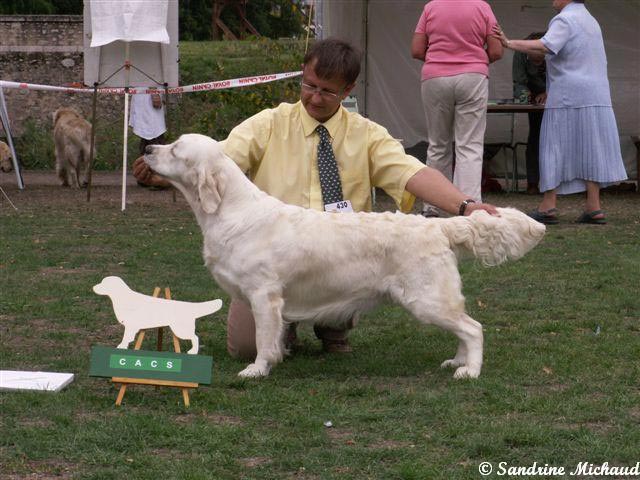 La golden retriever Fleur gagne la nationale d'levage