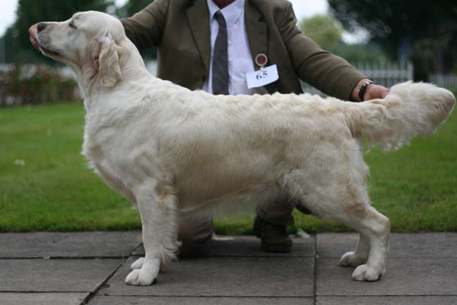 Prsentation de la golden retriever Fleur