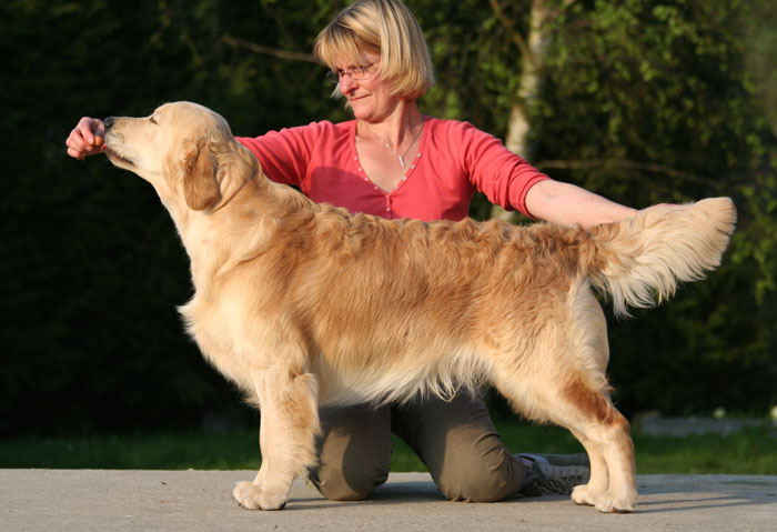 golden retriever Furio