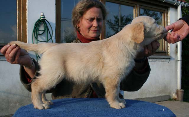 Le chiot golden retriever Furyo