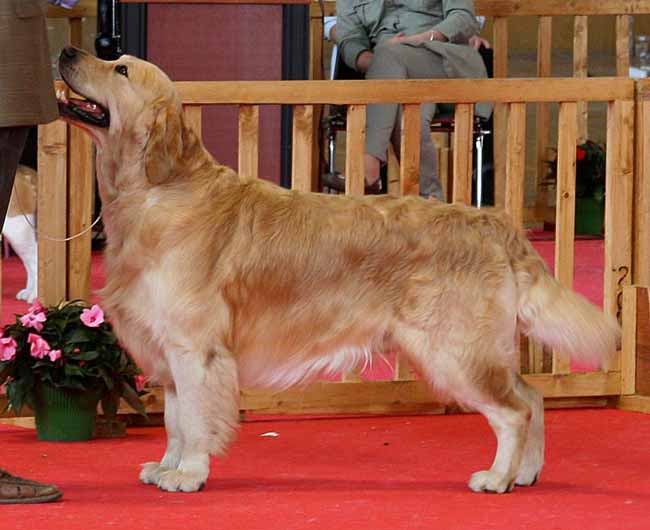 Le golden retriever Furyo en exposition canine de beaut