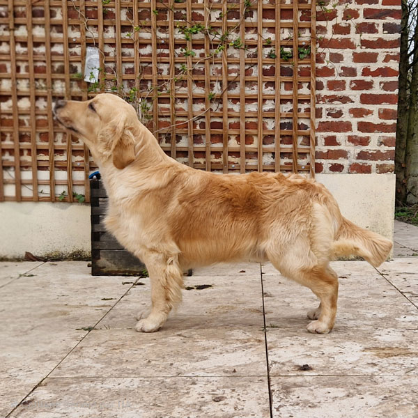 TWEEDSPEY AZZARO, Gordon, fils de Woody X Wendy, golden m�le, �talon recommand�