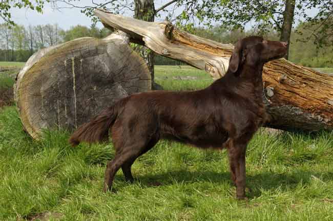 Flat coated retriever Heavendevant un arbre