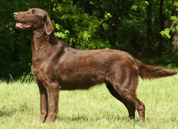 The flat coated retriever Heaven 1 year old