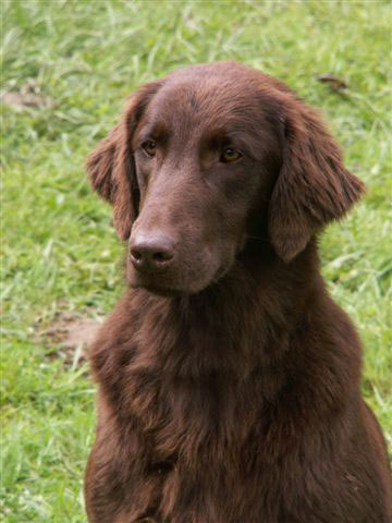 The head of the flat coated retriever Heaven