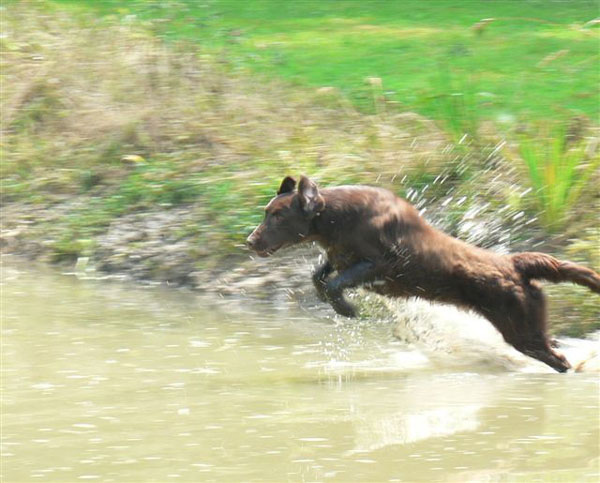 The jump of the flat coated retriever Heaven