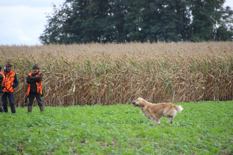 Terra di Siena Invictus du Bois de la Rayere