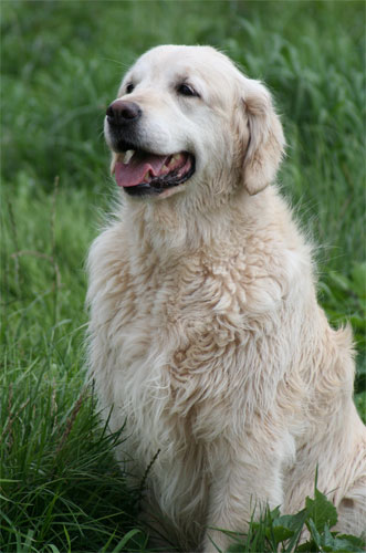 La golden retriever L'Eau d'Issey du Bois de la Rayere 10 ans