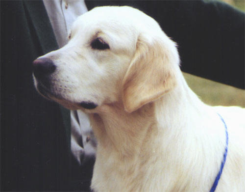 The head of the golden retriever L'Eau d'Issey du Bois de la Rayere