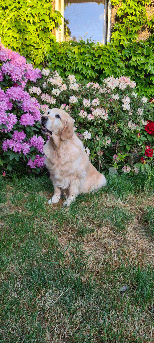 Dolce Vita du Bois de la Rayere