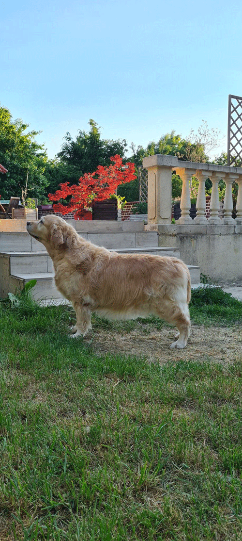 Dolce Vita du Bois de la Rayere