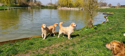 MEUTE DE GOLDENS 2023