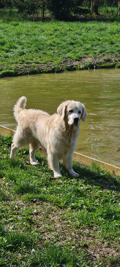 MEUTE DE GOLDENS 2023