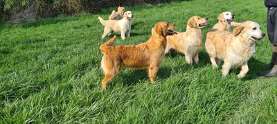 MEUTE DE GOLDENS 2023